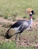 BIRD - CRANE - GREY CROWNED CRANE - QUEEN ELIZABETH NP UGANDA (27).JPG