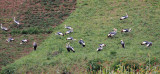 BIRD - CRANE - GREY CROWNED CRANE - UGANDA (5).JPG