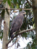 BIRD - GOSHAWK - AFRICAN GOSHAWK - KIBALE NATIONAL PARK UGANDA BIGODI SWAMP (2).JPG