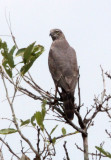 BIRD - GOSHAWK - DARK CHANTING-GOSHAWK - MURCHISON FALLS NATIONAL PARK UGANDA (3).JPG