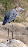 BIRD - HERON - GOLIATH HERON - QUEEN ELIZABETH NP UGANDA (3).JPG