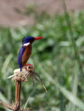 BIRD - KINGFISHER - MALACHITE KINGFISHER - QUEEN ELIZABETH NATIONAL PARK UGANDA (7).JPG