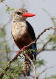 BIRD - KINGFISHER - Grey Headed- MURCHISON FALLS NATIONAL PARK UGANDA (3).JPG