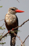 BIRD - KINGFISHER - Grey Headed- MURCHISON FALLS NATIONAL PARK UGANDA (3).JPG