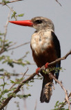 BIRD - KINGFISHER - Grey Headed- MURCHISON FALLS NATIONAL PARK UGANDA (3).JPG