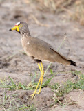 BIRD - LAPWING - AFRICAN WATTLED LAPWING - QUEEN ELIZABETH NP UGANDA (3).JPG