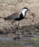 BIRD - LAPWING - SPUR-WINGED LAPWING - MURCHISON FALLS NP UGANDA (3).JPG