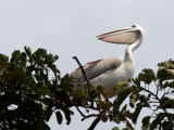 BIRD - PELICAN SPECIES - UGANDA (9).JPG