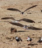 BIRD - SKIMMER - AFRICAN SKIMMER - QUEEN ELIZABETH NATIONAL PARK UGANDA (5).JPG