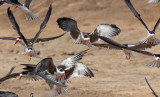 BIRD - SKIMMER - AFRICAN SKIMMER - QUEEN ELIZABETH NATIONAL PARK UGANDA (9).JPG