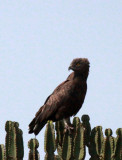BIRD - SNAKE EAGLE - BROWN SNAKE EAGLE - QUEEN ELIZABETH NATIONAL PARK UGANDA (1).JPG