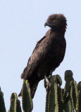 BIRD - SNAKE EAGLE - BROWN SNAKE EAGLE - QUEEN ELIZABETH NATIONAL PARK UGANDA (4).JPG