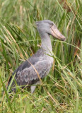 BIRD - STORK - SHOEBILL STORK - MURCHISON FALLS NATIONAL PARK UGANDA (2).JPG