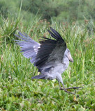 BIRD - STORK - SHOEBILL STORK - MURCHISON FALLS NATIONAL PARK UGANDA (65) - Copy.JPG