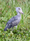 BIRD - STORK - SHOEBILL STORK - MURCHISON FALLS NATIONAL PARK UGANDA (72) - Copy.JPG