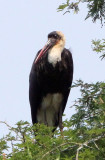 BIRD - STORK - WOOLLY-NECKED STORK - QUEEN ELIZABETH NATIONAL PARK UGANDA (2) - Copy.JPG