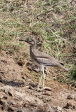 BIRD - THICK-KNEE - EURASIAN THICK-KNEE - QUEEN ELIZABETH NP UGANDA (4) - Copy.JPG