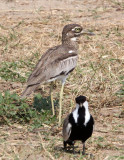 BIRD - THICK-KNEE - EURASIAN THICK-KNEE - QUEEN ELIZABETH NP UGANDA - Copy.JPG