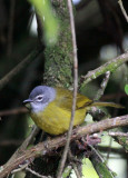 BIRD - UNIDENTIFIED SPECIES - RWENZORI NATIONAL PARK UGANDA (9) - Copy.JPG