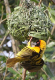 BIRD - WEAVER - HEUGLINS MASKED WEAVER - BIGODI SWAMP UGANDA (4).JPG