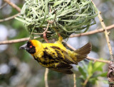 BIRD - WEAVER - HEUGLINS MASKED WEAVER - BIGODI SWAMP UGANDA (7).JPG