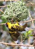 BIRD - WEAVER - HEUGLINS MASKED WEAVER - BIGODI SWAMP UGANDA (8).JPG
