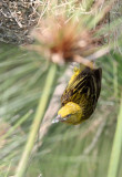 BIRD - WEAVER - HOLUBS GOLDEN WEAVER - QUEEN ELIZABETH NP UGANDA (1).JPG