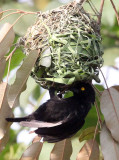 BIRD - WEAVER - VIELLOTS BLACK WEAVER - BIGODI SWAMP UGANDA (3).JPG