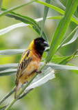 BIRD - WEAVER - YELLOW-BACKED WEAVER - FORT PORTAL UGANDA (5).JPG