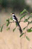 BIRD - WHYDAH - PIN-TAILED WHYDAH - QUEEN ELIZABETH NP UGANDA (6).JPG