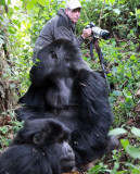 PRIMATE - GORILLA - MOUNTAIN GORILLA - AMOHORO GROUP - PARC DU VULCANS RWANDA (238).JPG