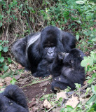 PRIMATE - GORILLA - MOUNTAIN GORILLA - AMOHORO GROUP - PARC DU VULCANS RWANDA (304).JPG