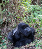 PRIMATE - GORILLA - MOUNTAIN GORILLA - AMOHORO GROUP - PARC DU VULCANS RWANDA (320).JPG