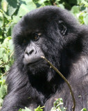 PRIMATE - GORILLA - MOUNTAIN GORILLA - PARC DU VOLCANS RWANDA 2012 (197).JPG