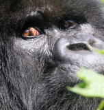 PRIMATE - GORILLA - MOUNTAIN GORILLA - PARC DU VOLCANS RWANDA 2012 (244).JPG