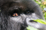 PRIMATE - GORILLA - MOUNTAIN GORILLA - PARC DU VOLCANS RWANDA 2012 (247).JPG