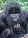 PRIMATE - GORILLA - MOUNTAIN GORILLA - PARC DU VOLCANS RWANDA 2012 (338).JPG