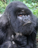 PRIMATE - GORILLA - MOUNTAIN GORILLA - PARC DU VOLCANS RWANDA 2012 (356).JPG