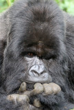 PRIMATE - GORILLA - MOUNTAIN GORILLA - PARC DU VOLCANS RWANDA 2012 (375).JPG