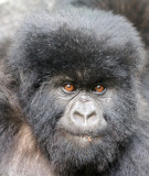 PRIMATE - GORILLA - MOUNTAIN GORILLA - PARC DU VOLCANS RWANDA 2012 (388).JPG