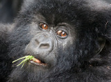 PRIMATE - GORILLA - MOUNTAIN GORILLA - PARC DU VOLCANS RWANDA 2012 (401).JPG