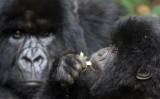 PRIMATE - GORILLA - MOUNTAIN GORILLA - PARC DU VOLCANS RWANDA 2012 (456).JPG