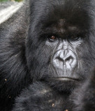 PRIMATE - GORILLA - MOUNTAIN GORILLA - PARC DU VOLCANS RWANDA 2012 (459).JPG