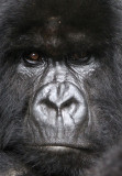 PRIMATE - GORILLA - MOUNTAIN GORILLA - PARC DU VOLCANS RWANDA 2012 (461).JPG