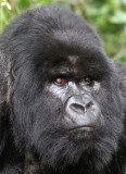 PRIMATE - GORILLA - MOUNTAIN GORILLA - PARC DU VOLCANS RWANDA 2012 (488).JPG