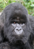 PRIMATE - GORILLA - MOUNTAIN GORILLA - PARC DU VOLCANS RWANDA 2012 (491).JPG