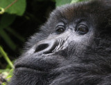 PRIMATE - GORILLA - MOUNTAIN GORILLA - PARC DU VOLCANS RWANDA 2012 (568).JPG