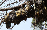 CHIROPTERA - STRAW-COLORED FRUIT BAT - EIDOLON HELVUM - KIGALE RWANDA (21).JPG