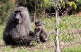 PRIMATE - BABOON - OLIVE BABOON - GREY FORM - NYUNGWE NATIONAL PARK RWANDA (194).JPG