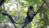 PRIMATE - CERCOPITHECUS DENTI - DENTS MONA MONKEY - NYUNGWE NATIONAL PARK RWANDA (22).JPG